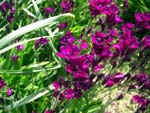 CIMG3698